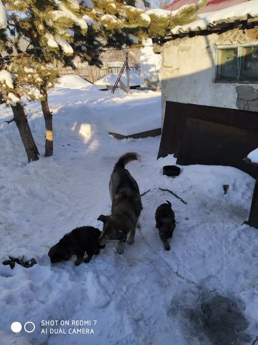 Щенки лайки 2 месяца