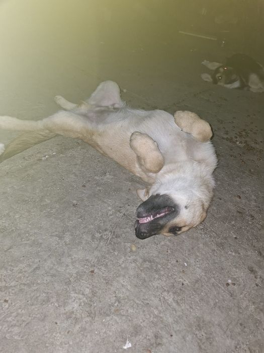 Căței metiși husky/malinois