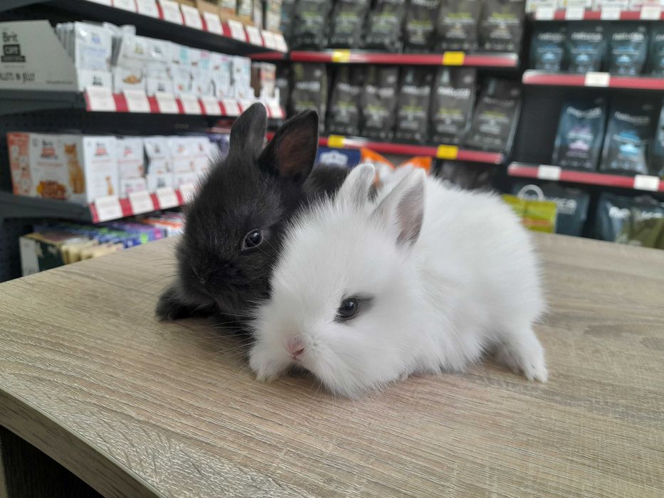 Декоративни мини зайчета