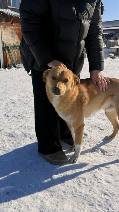 Собака в любящие руки бесплатно