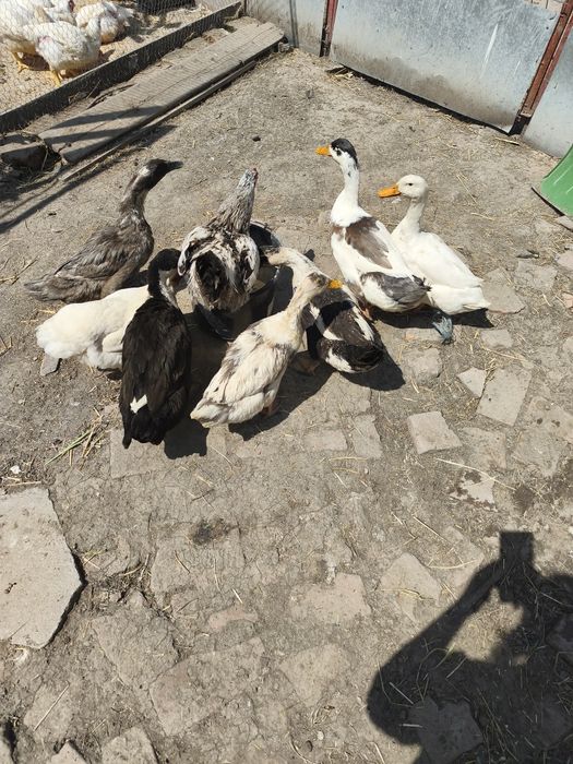 Vând rate mute și macanitoare
