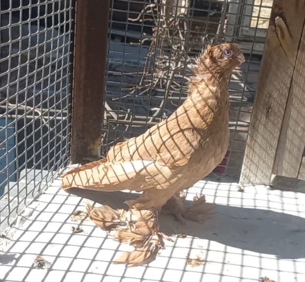 Голуби на продажу город Шымкент