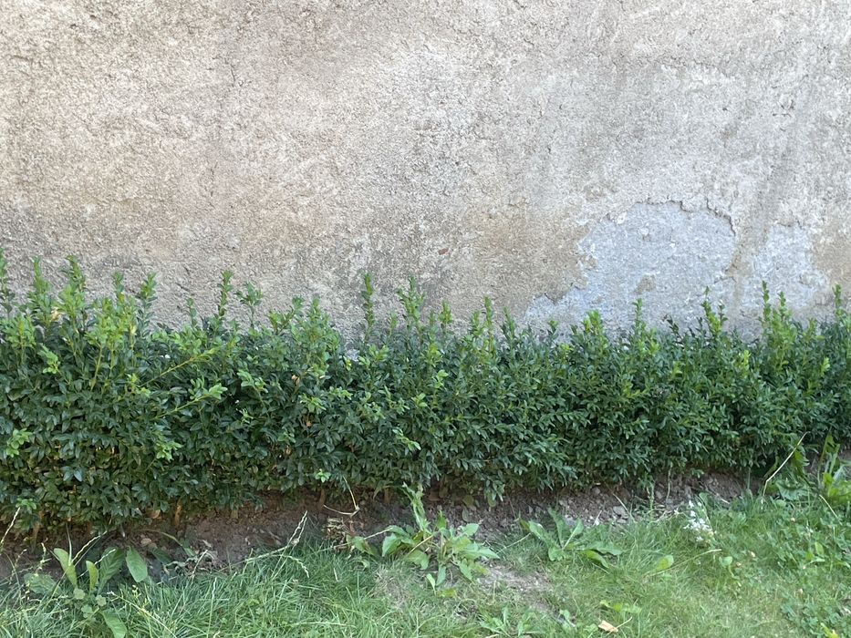 Gard viu ‘ienupăr chinezesc , Euonymus japonicus