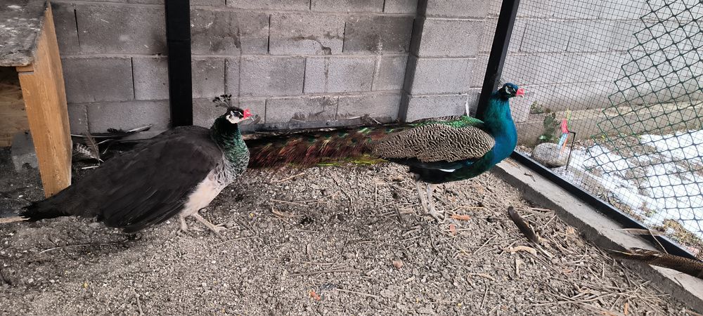 Самки индийского павлина