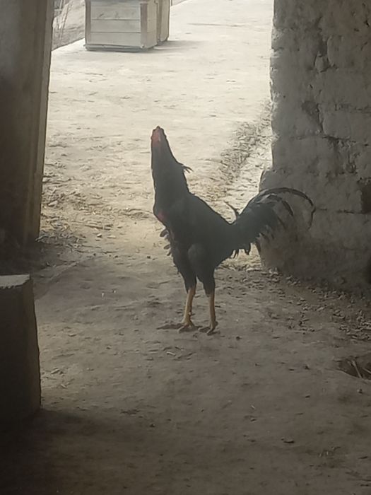 Kulangi sotiladi Vobkentda