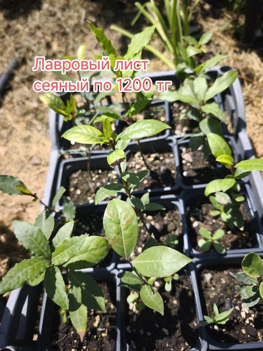 Комнатные цветы и садовые