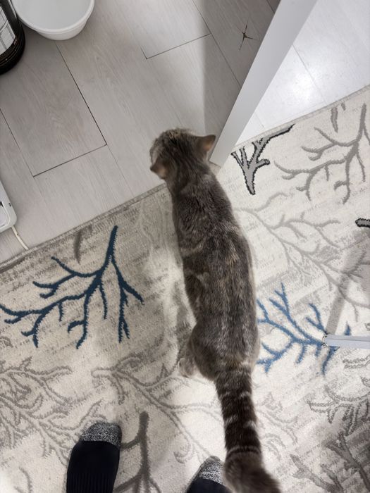Shatlantka urğochi mushuk