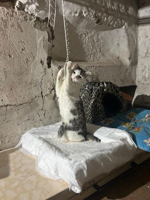 Кошечка Пушинка в добрые руки!