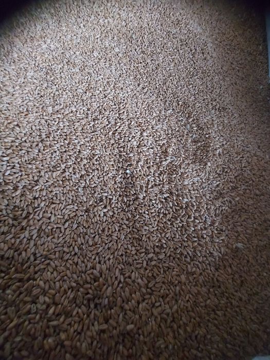 Grâu de vânzare producție 2025