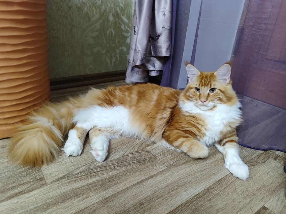 Продам кота мейнкун