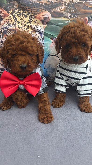 Пудел Мини с документ за произход