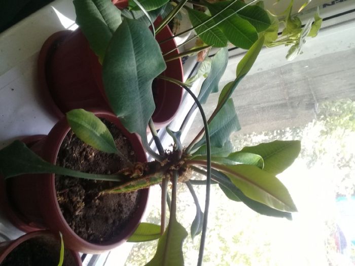 Продам комнатные растения