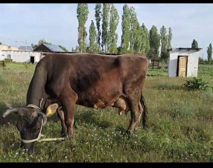 Корова, сиыр сауын сатылады