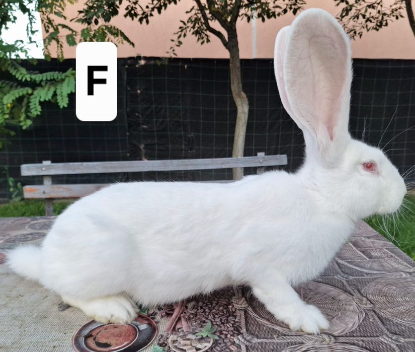 Vând femele uriaș german alb