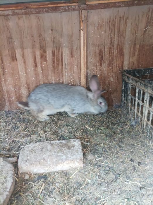 Vilikan quyonlar sotiladi