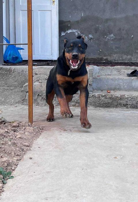 ИТ Кучук собаки ротвейлер