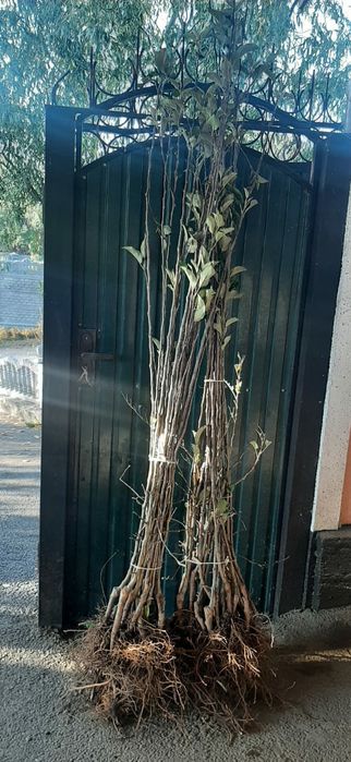 Продам саженцы  яблони