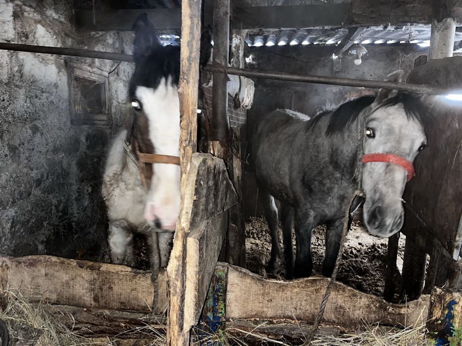 Семіртілген тай