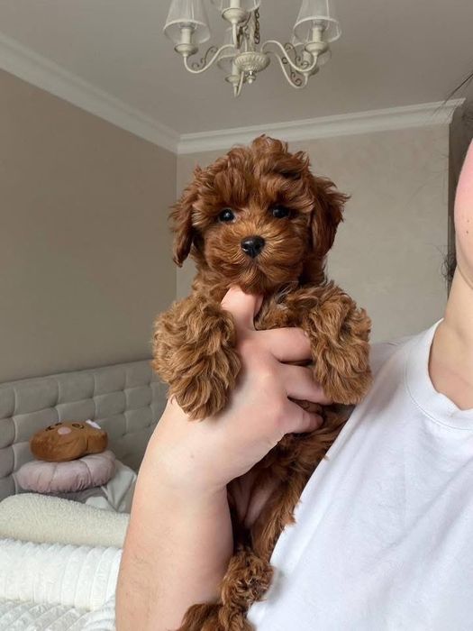 Maltipoo Toy , Certificate inregistrate de sanatate