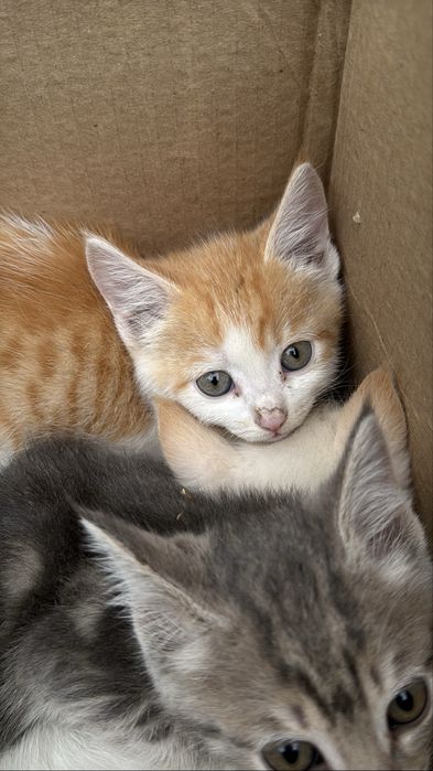 Отдам котят в ответсвенные руки