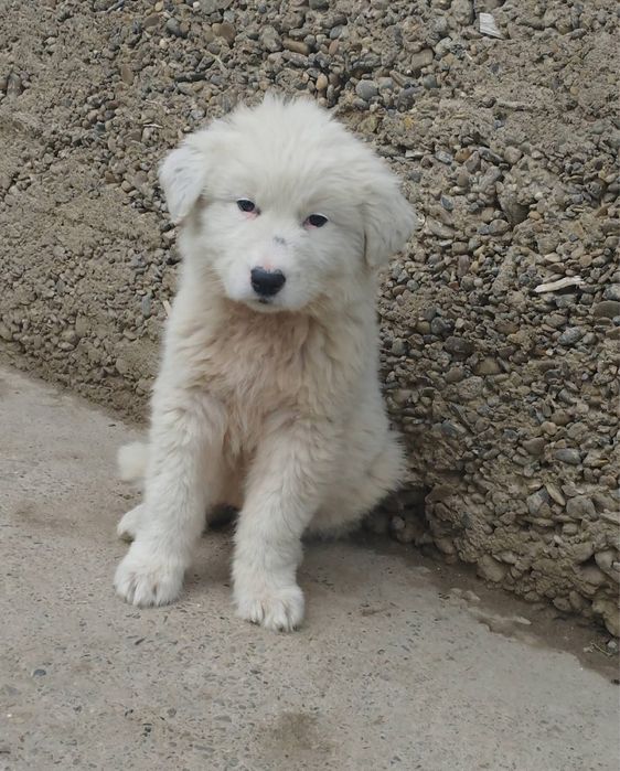 Metis ciobanesc de adoptie