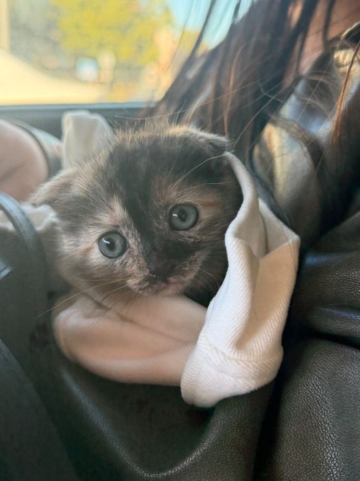 Котик девочка вислоухая