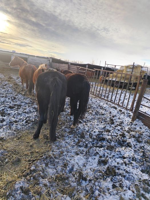 Продам 5 голов лошадей