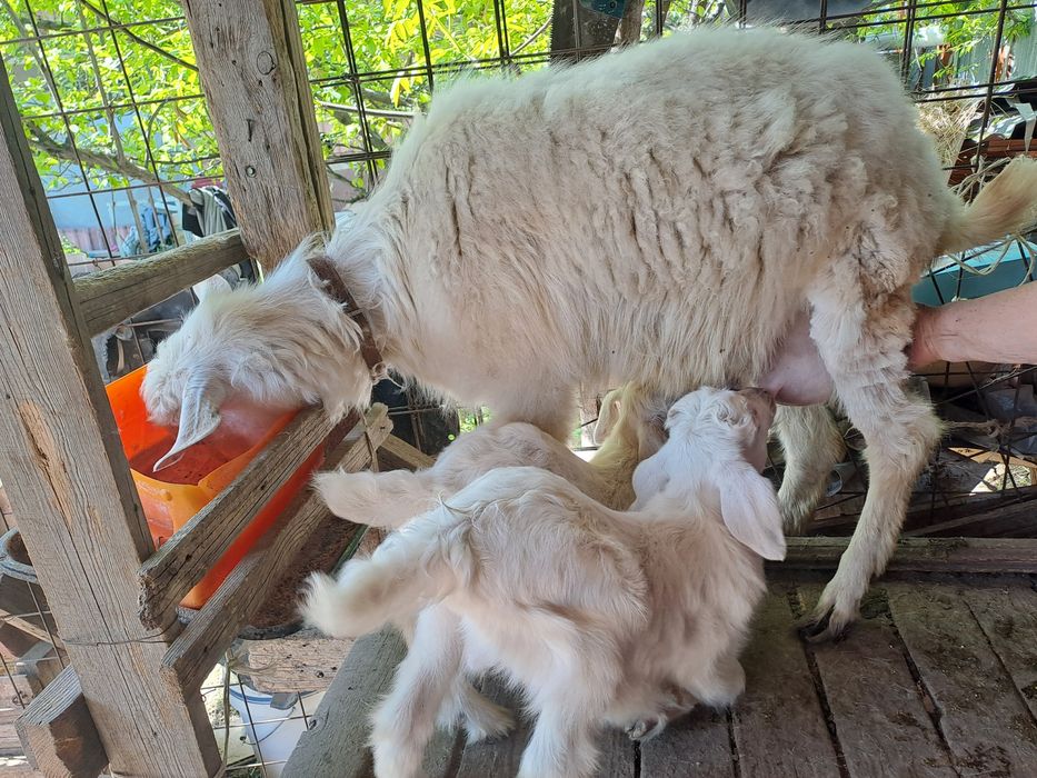 Коза с козлятами