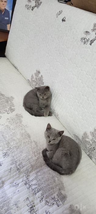 Продаются котята