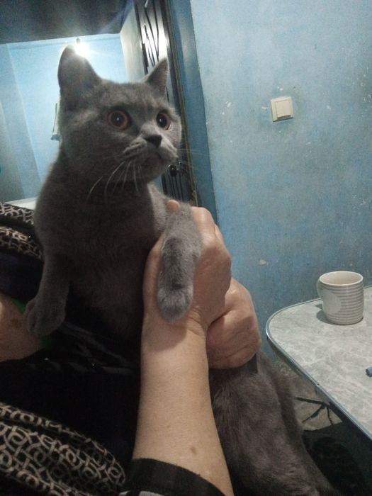 Мушук хадияга бераман