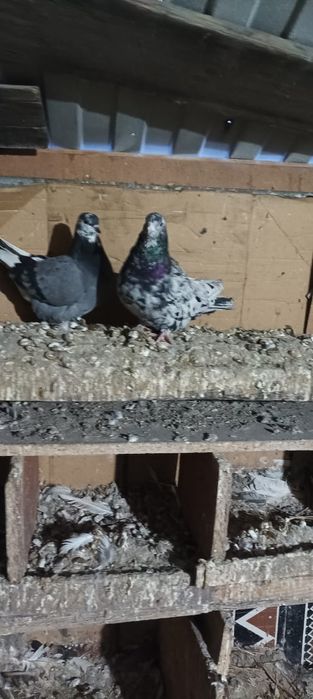 Голуби домашние чехия американец кормилецы