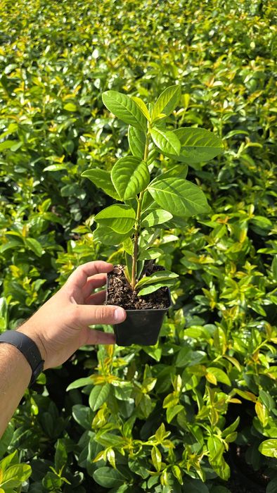Laur Englezesc - NOVITA - Aclimatizat - prunus laurocerasus