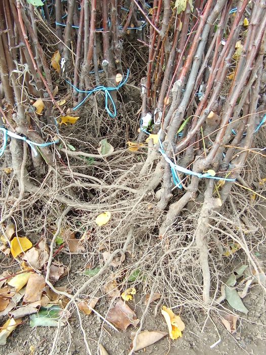 Овощни дървета разсад!