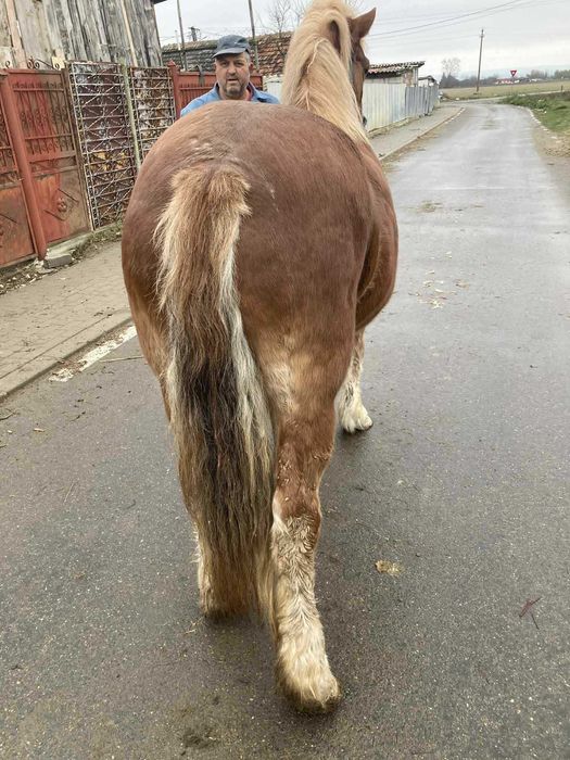 Iapã de vânzare !!!
