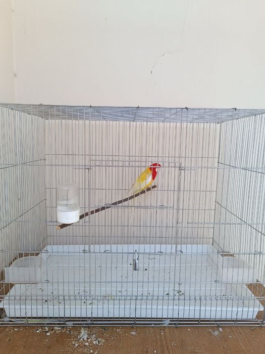 Попугай Разелла нар