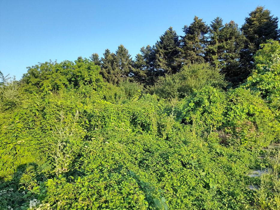 Продава се Парцел в с. Стожер, Област Добрич - 1240 кв.м за 29 €/кв.м - Снимка #6