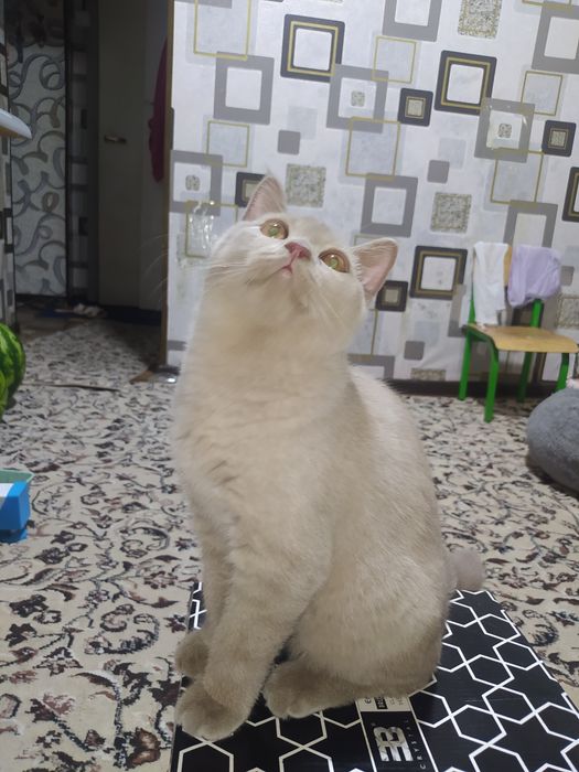 Scottish Strayt 4 oylik. seriy rangli sotiladi