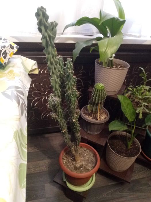 Продам комнатные цветы