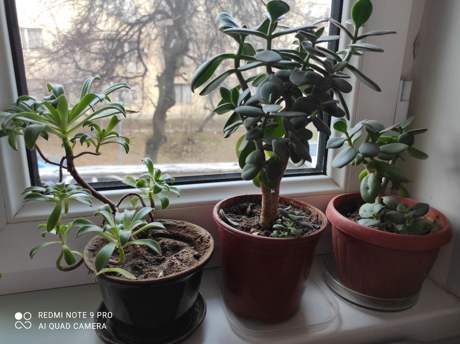 Цветы комнатные разные