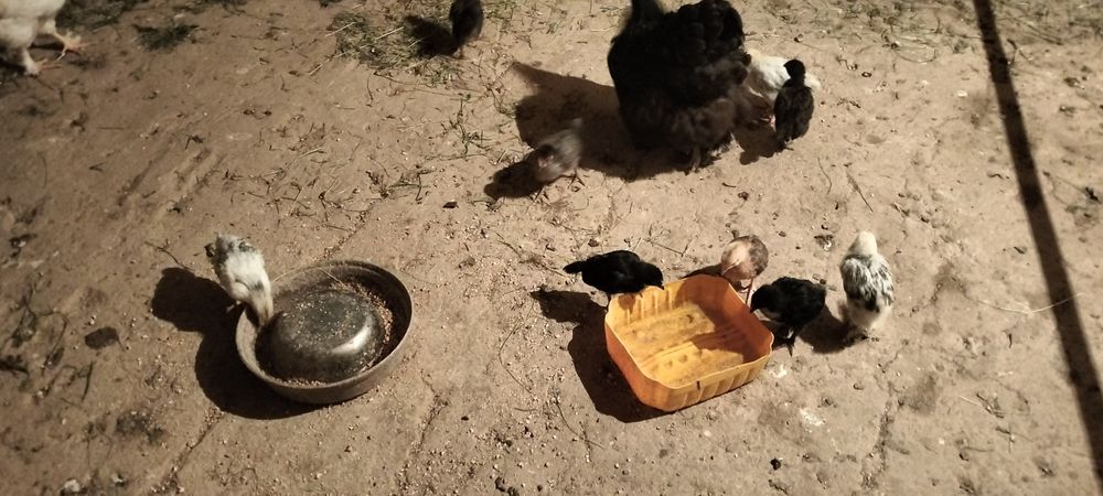 2аилық балапан сатылад