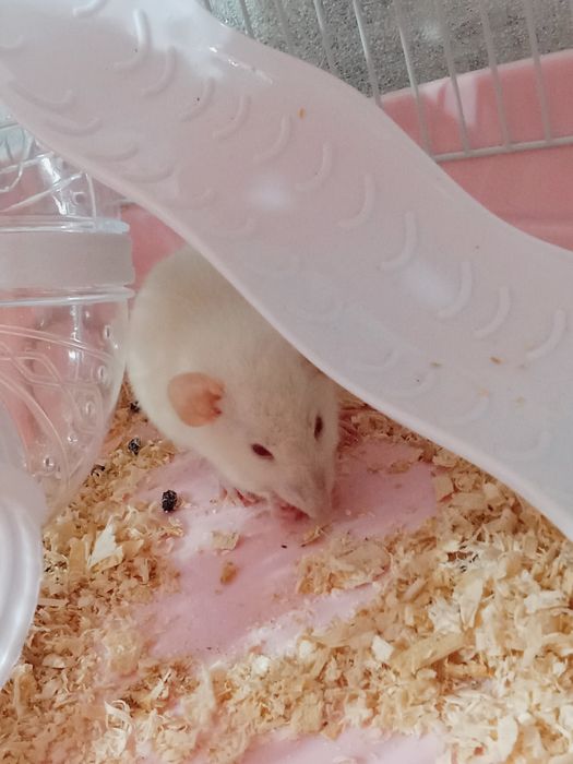 Отдам крысу Дамбо