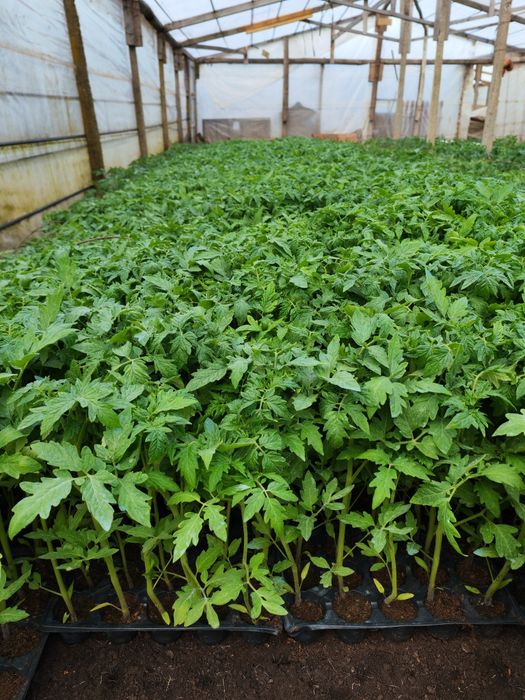 Vânzare Angro Răsaduri de Calitate