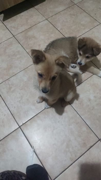 Щенок собаки 3 месяца