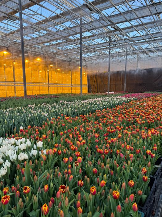 Тюльпаны напрямую с теплицы