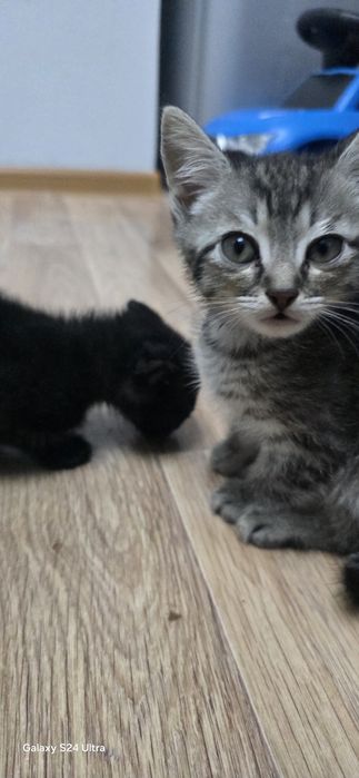 отдам котят мальчики