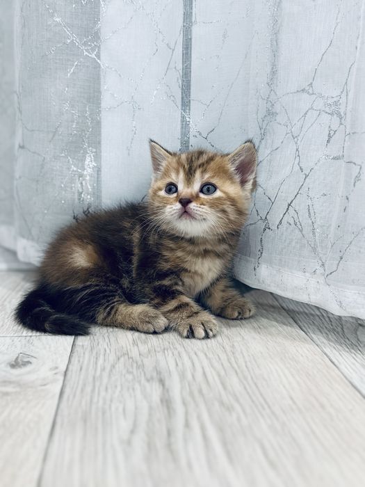 Бронь очаровательных котят