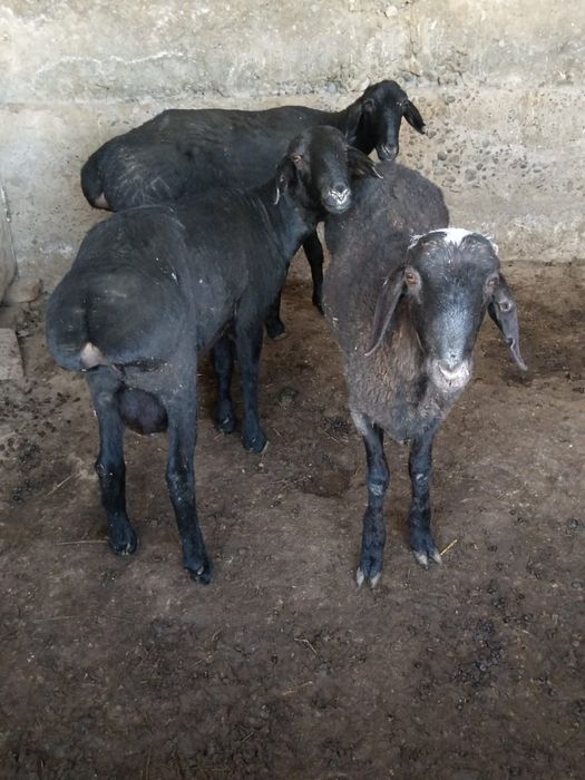 Қошқарлар сатылады