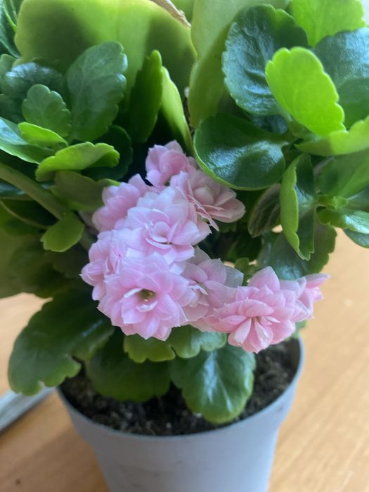 Отростки каланхое