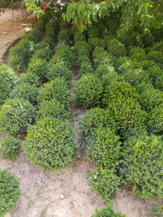 Shamshod ko'chat sotiladi