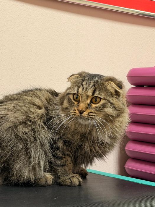 Кошка вислоухая ищет дом